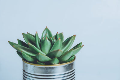 5 Exotic Succulent Plants for Your Home